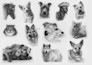 create a video sketch of your pet