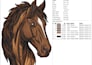 do professional embroidery digitizing for logo, 3d puff and applique