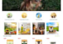 design stunning wordpress website