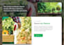 design redesign modern wordpress website development