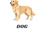 design creative animal flashcards for kids