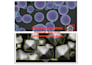 provide professional medical data annotation and healthcare research