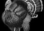 create a memorial pet portrait for engraving