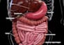professional 3d medical animation 3d scientific visuals 3d  anatonmy animation