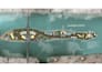 do 2d 3d master plan, site plan,landscape architect, and design