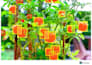 do video segmentation and keypoint annotation