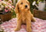 professionally edit your pet photos