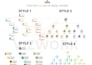 create a beautiful organizational chart for you