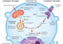design scientific illustration, figures, diagrams and graphical abstracts