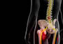 create 3d orthopedic spine and musculoskeletal animation anatomy video
