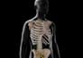 create 3d orthopedic spine and musculoskeletal animation anatomy video
