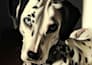 draw a realistic digital pet portrait from your photo