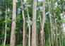 create natural tree video without using ai