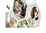 do pet supplies for animals