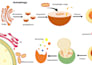 design publication ready scientific illustrations