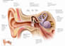create realistic medical and anatomical illustrations