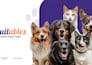 design and redesign presentations and pitch decks