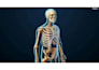 create professional 3d spine surgery orthopedic and medical animation