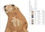 digitize your live pet images into a machine embroidery file
