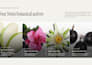 build a shopify b2b wholesale ecommerce website store