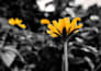 colorizzazione di foto in bianco e nero
