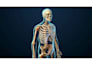create 3d medical animation spine cord anatomy surgical procedure explainer
