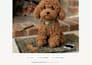 design custom crochet and amigurumi patterns
