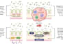make customized and accurate diagrams for research writings
