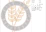 do embroidery digitizing in 4 hours