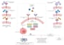 make customized and accurate diagrams for research writings
