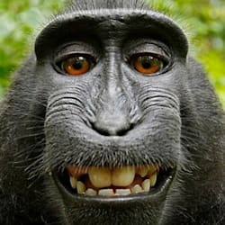 lit_banana