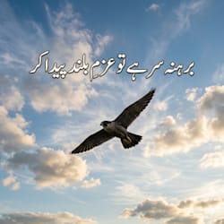 huzaifaanis185