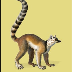 solomonemi