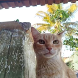 matheusidk