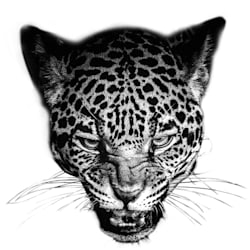 n4nayana