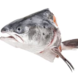 mightysalmon
