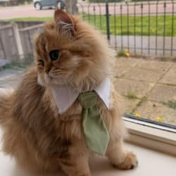 catkukitime