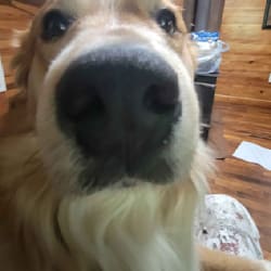 noahc0520