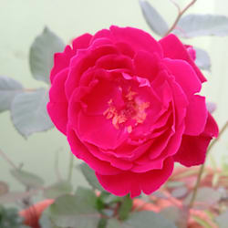 bazamshahzad085