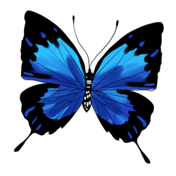 amirsiko