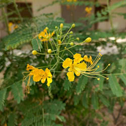saira_shaikh