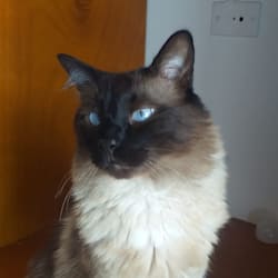 mrblodi