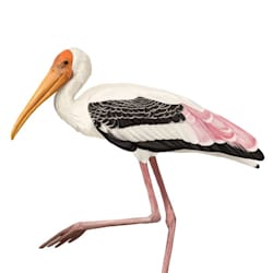 radeillustratio
