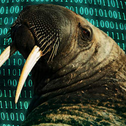 thetechwalrus