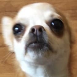 Get You A Pet On Adopt Me Roblox By Shaydiamond