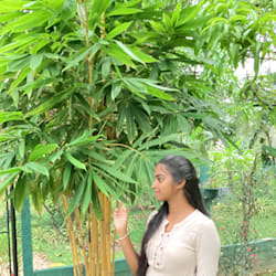 sandali_fer