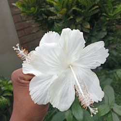 shorif_asha