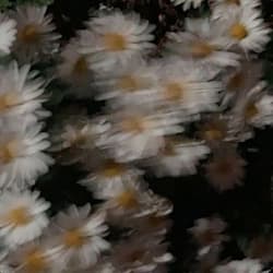 hhaffsaa
