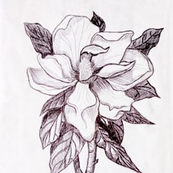 juliegraphy