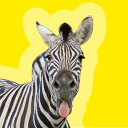 yelzebra